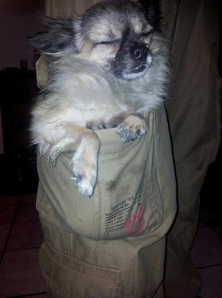 Chihuahua Kong Loui Den Store billede 6