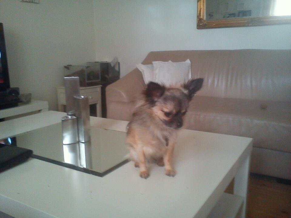 Chihuahua Kong Loui Den Store billede 7