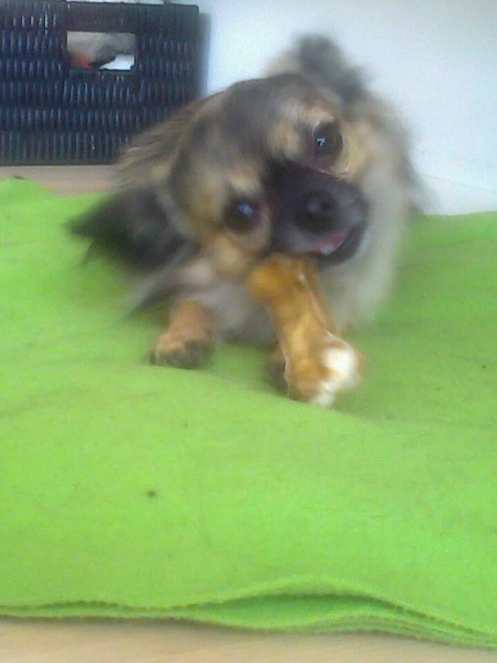 Chihuahua Kong Loui Den Store billede 8