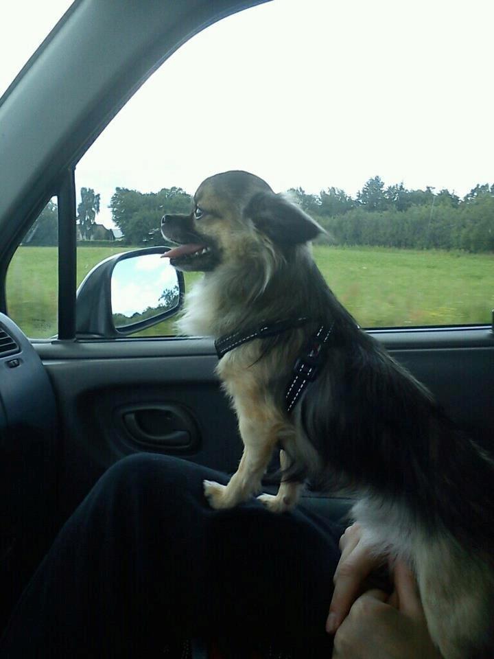 Chihuahua Kong Loui Den Store billede 10