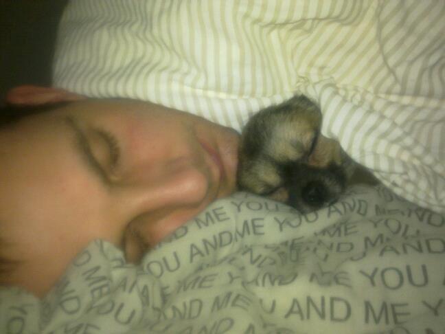 Chihuahua Kong Loui Den Store billede 11