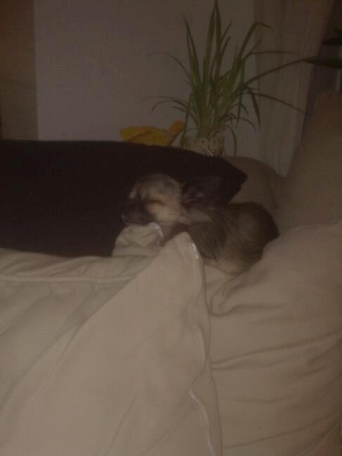 Chihuahua Kong Loui Den Store billede 12