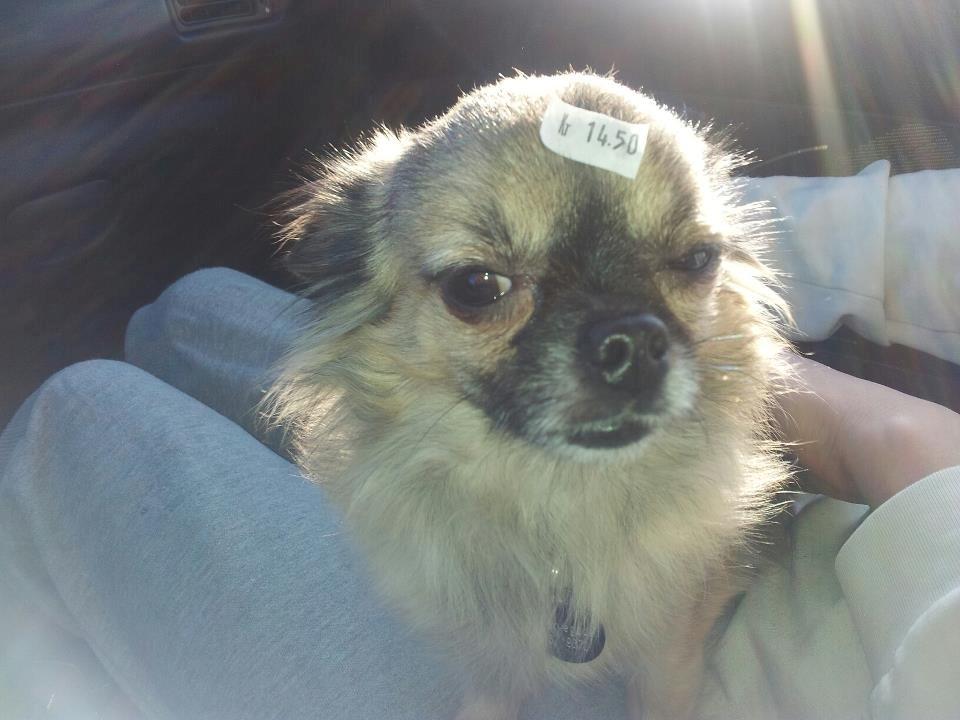 Chihuahua Kong Loui Den Store billede 13