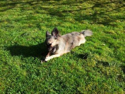 Chihuahua Kong Loui Den Store billede 14