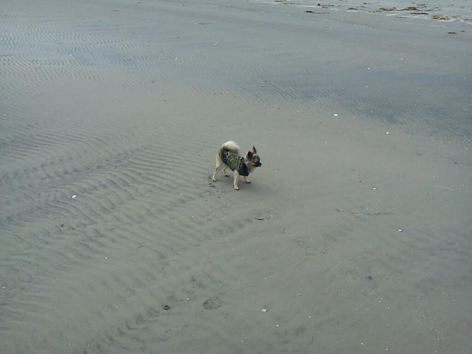 Chihuahua Kong Loui Den Store billede 15