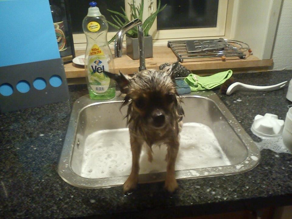 Chihuahua Kong Loui Den Store billede 16