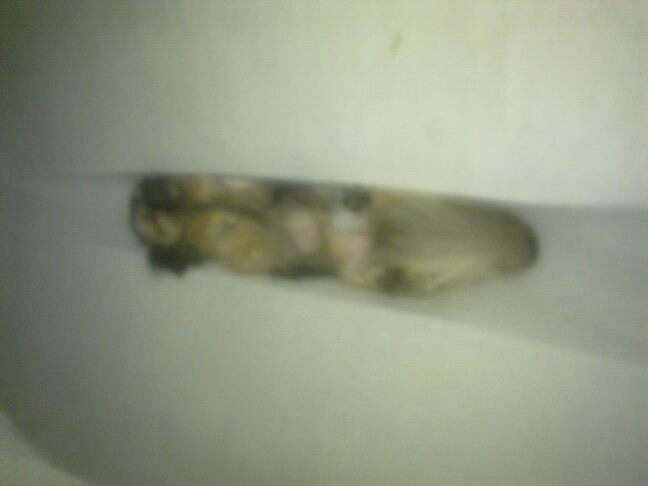 Chihuahua Kong Loui Den Store billede 17