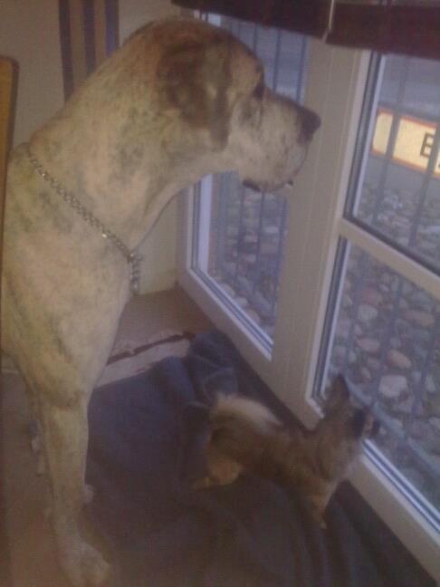 Chihuahua Kong Loui Den Store billede 18