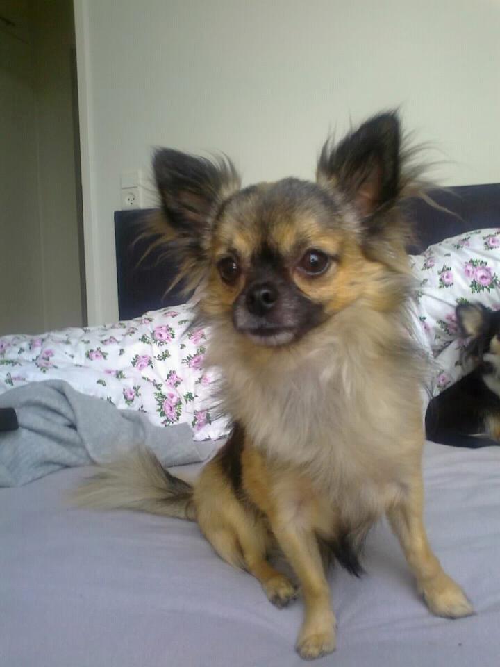 Chihuahua Kong Loui Den Store billede 19