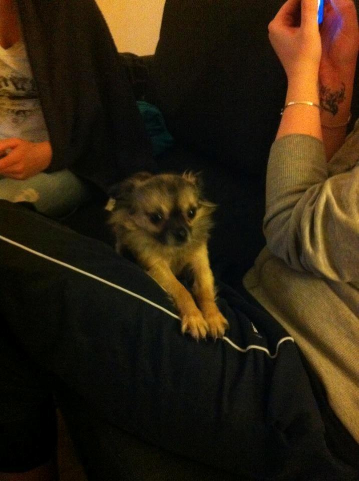 Chihuahua Kong Loui Den Store billede 20