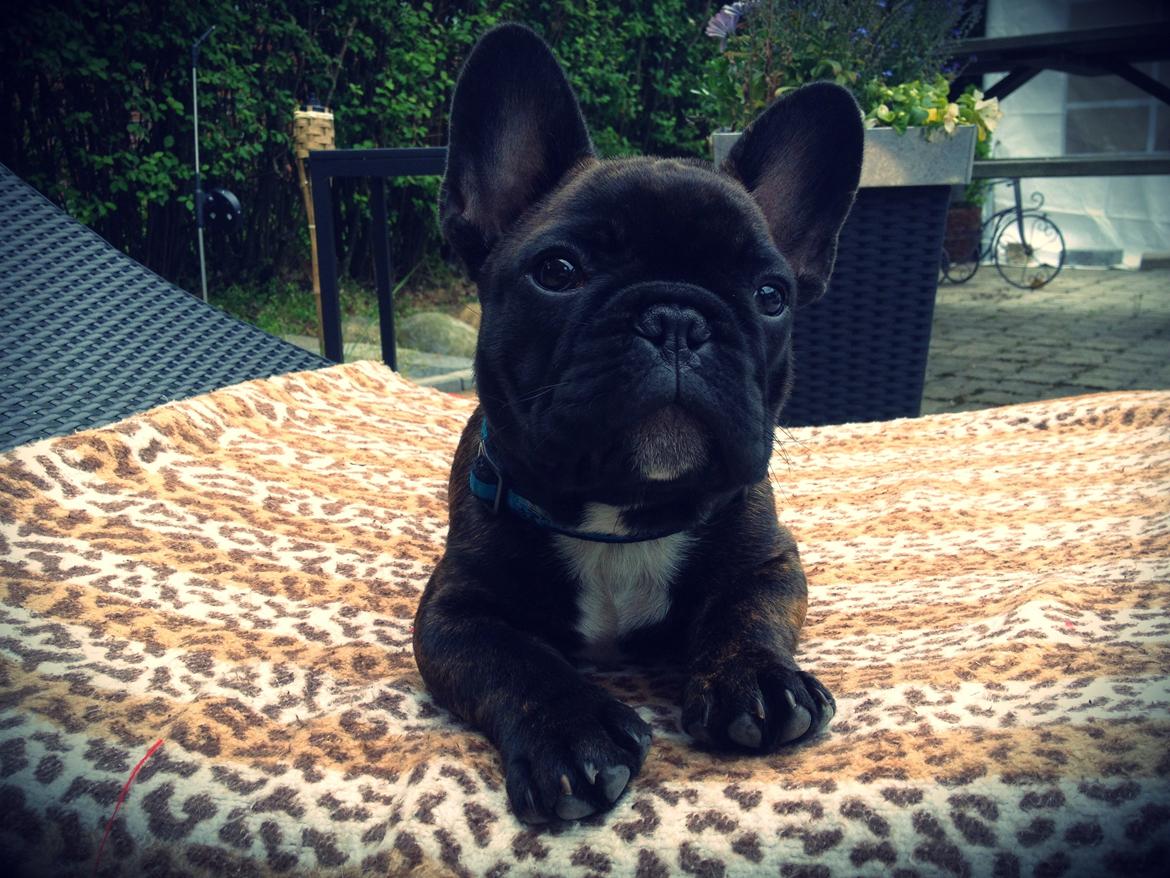 Fransk bulldog Balder - Balder 12uger.  billede 4