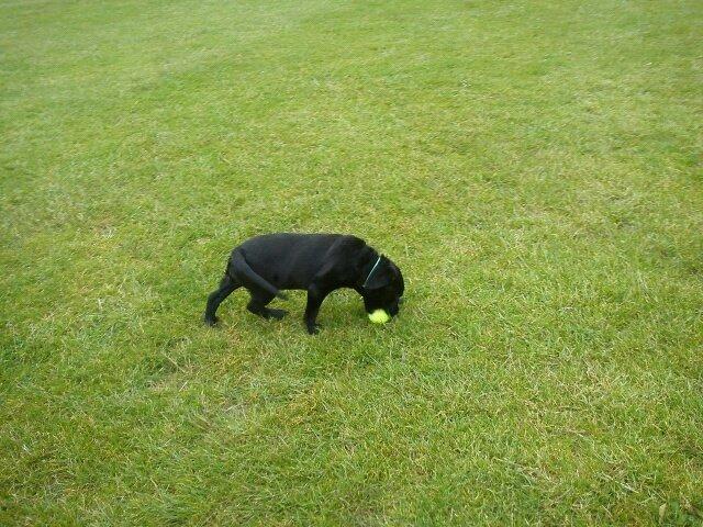 Blanding af racer Bella - Bella og hendes elskede tennisbold. billede 1