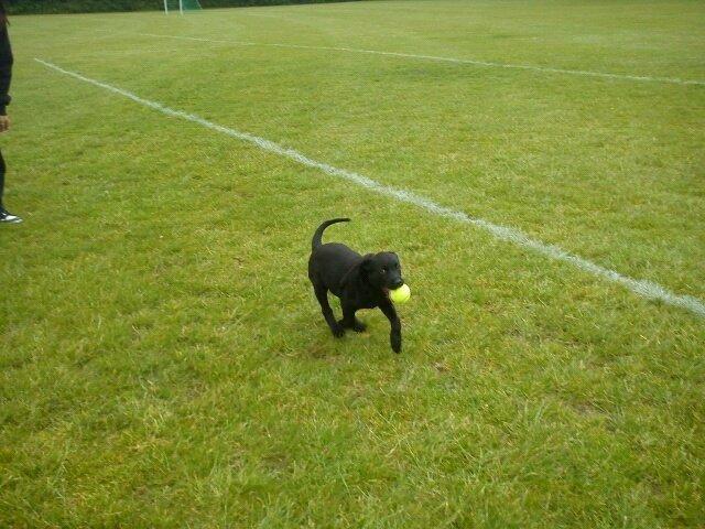 Blanding af racer Bella billede 2