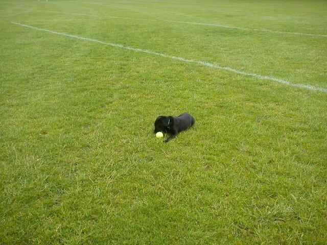 Blanding af racer Bella billede 3