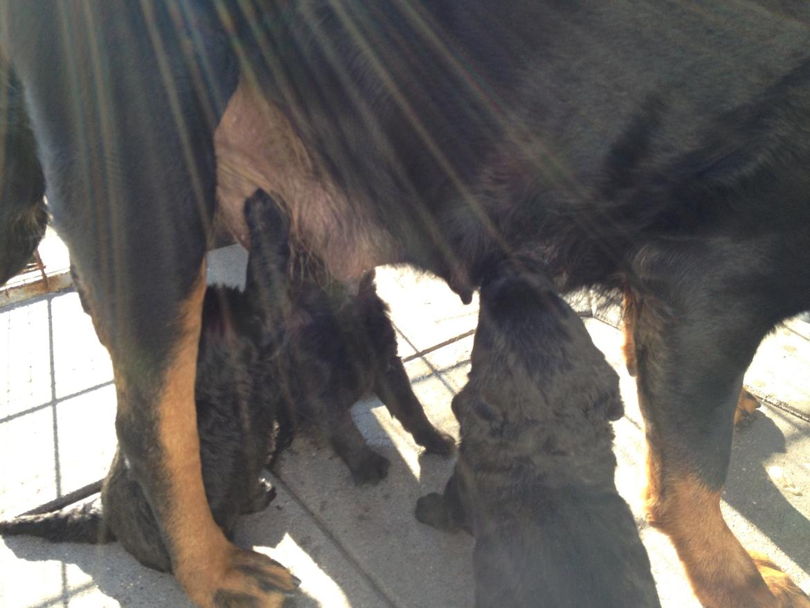 Blanding af racer Bella billede 4