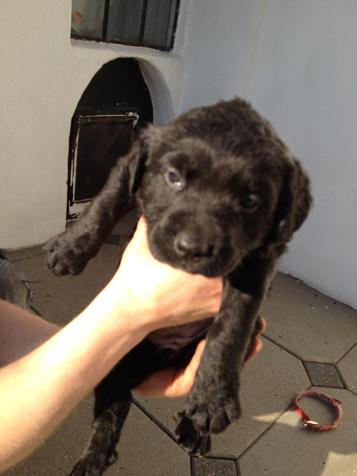 Blanding af racer Bella billede 5