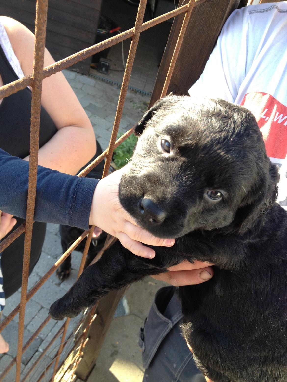 Blanding af racer Bella - Hvem kan stå for de øjne?
 billede 6