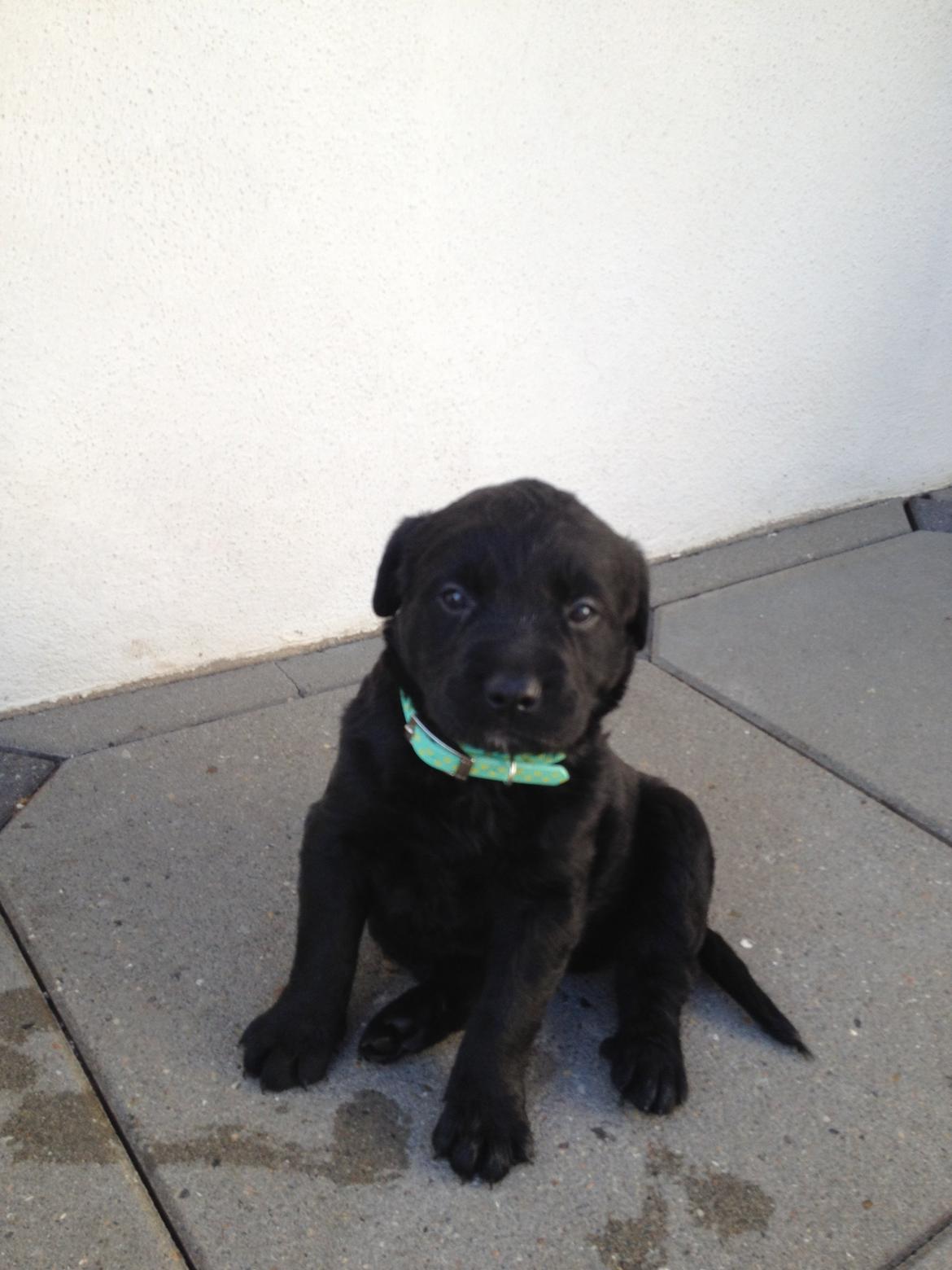 Blanding af racer Bella billede 7