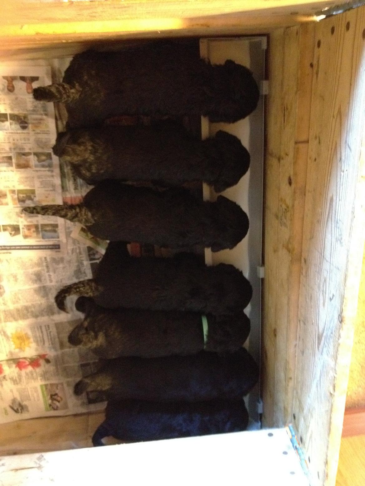 Blanding af racer Bella billede 8