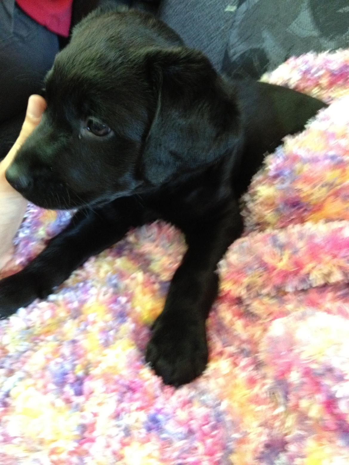 Blanding af racer Bella - Bella på vej med 'far' hjem i toget.. billede 9