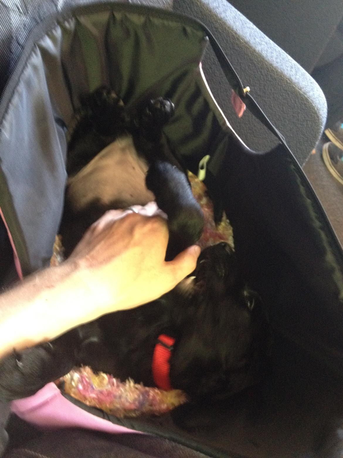 Blanding af racer Bella - Lidt leg i toget. billede 10