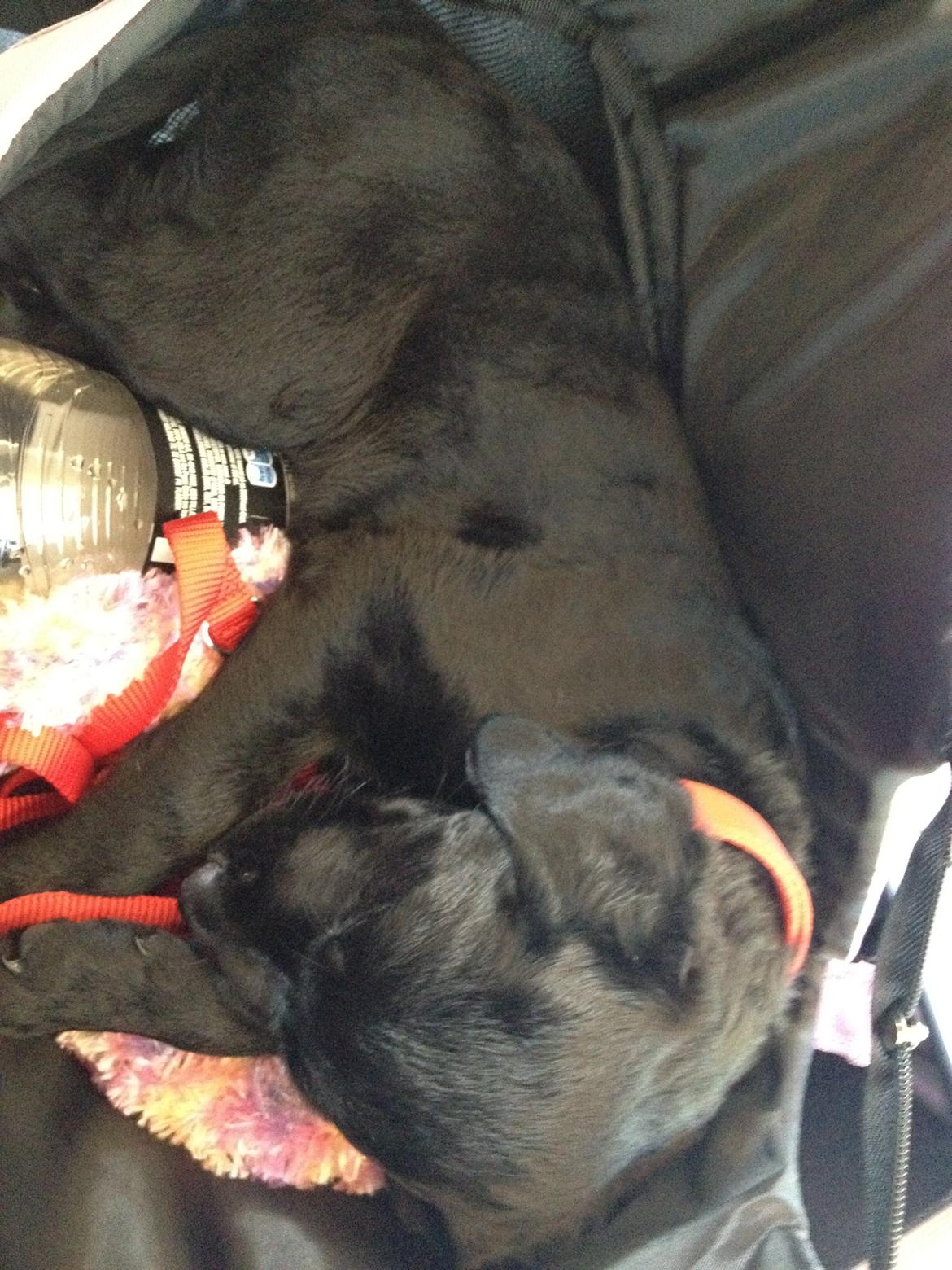 Blanding af racer Bella billede 11