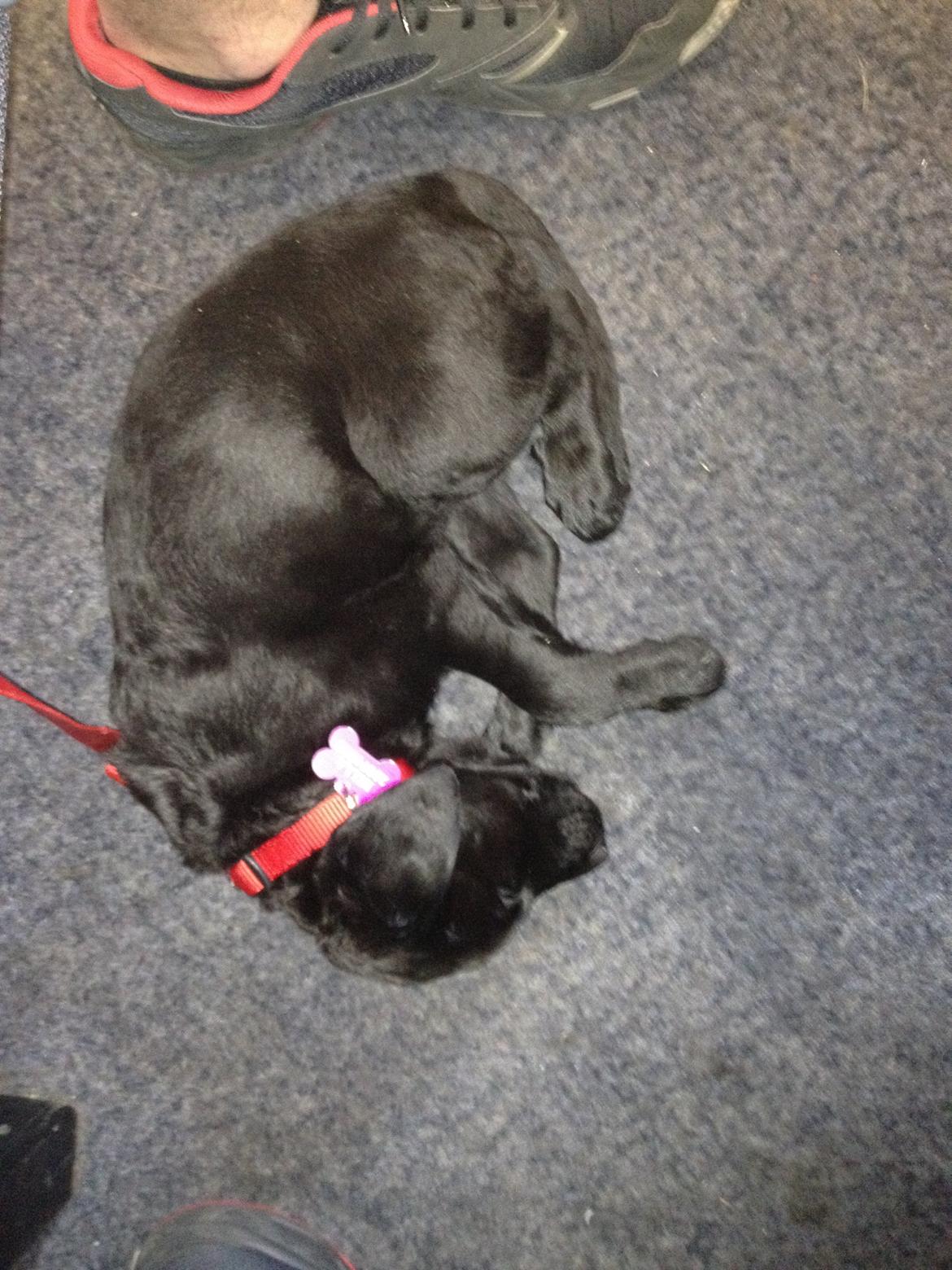 Blanding af racer Bella billede 12