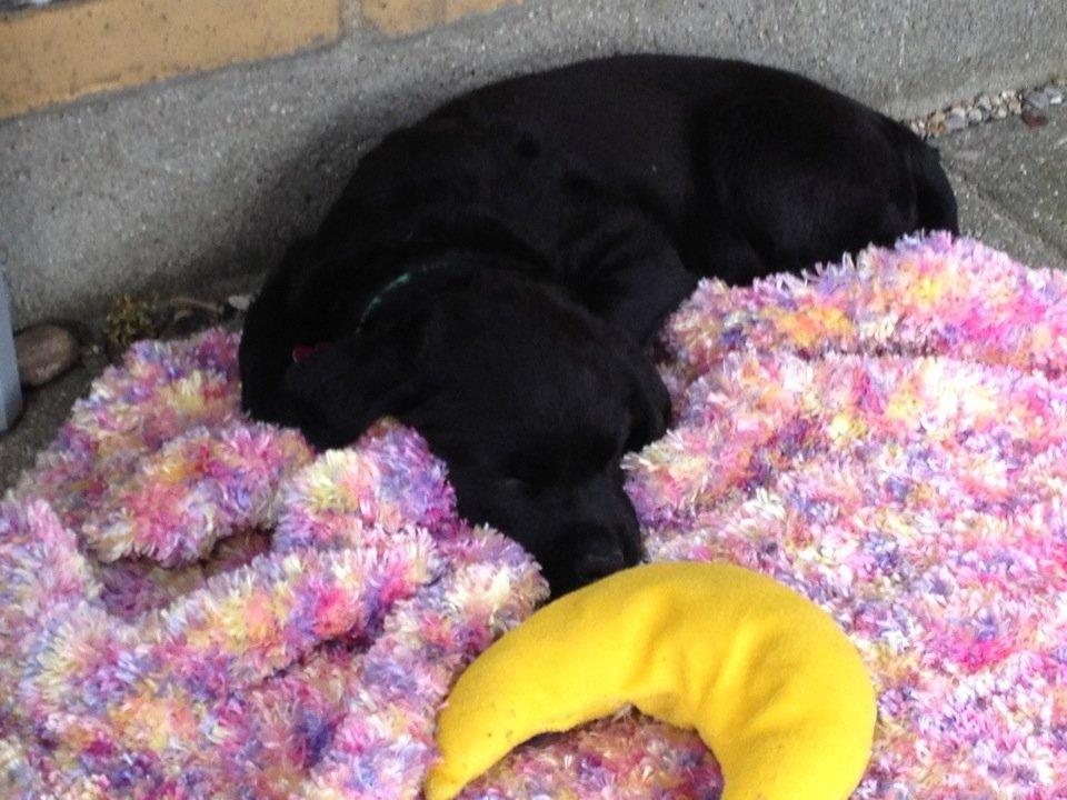 Blanding af racer Bella - Puh ha, efter en hård dag med afhentning, en lang togtur.
-Så hvorfor ikke lige få en lur på sin hel egen private hjemmestrikkede tæppe, som 'mor' har lavet. billede 13