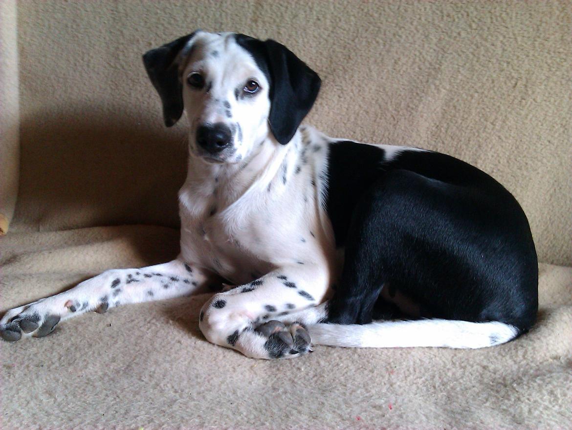 Blanding af racer Pixie (Miss Piggy) - 4½ md. billede 19