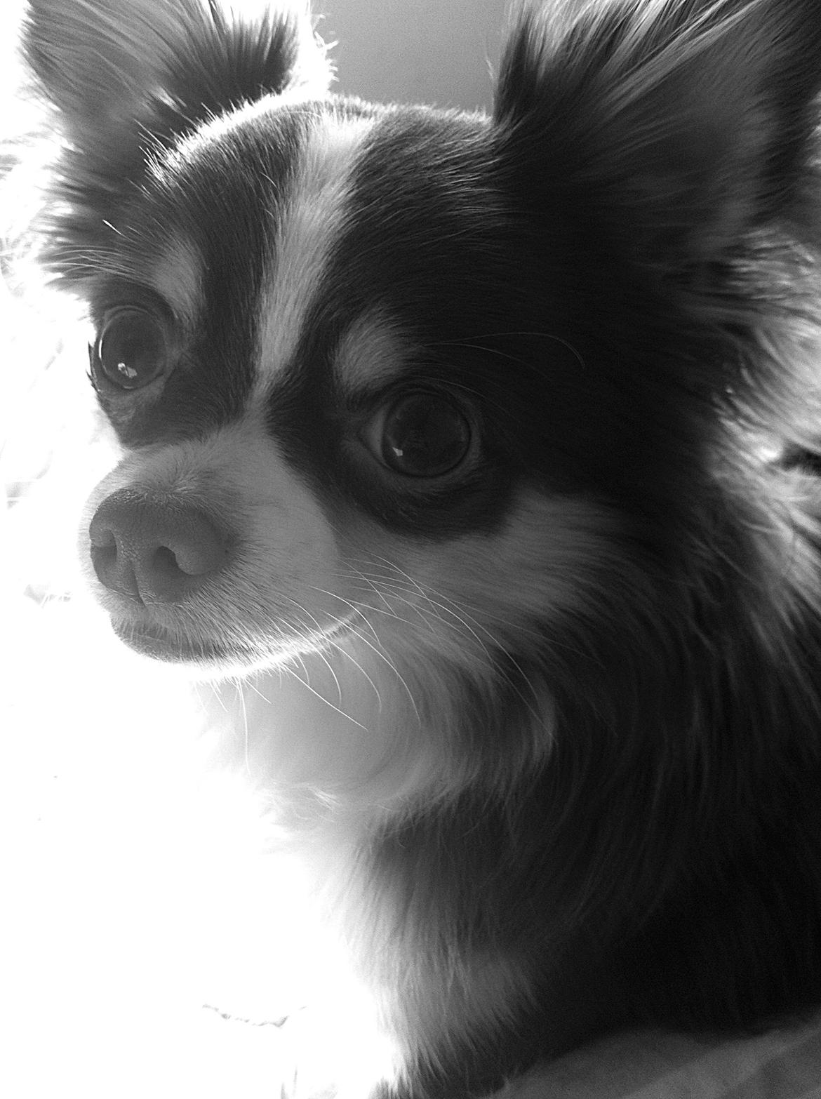 Chihuahua Molte (Himmelhund) billede 7