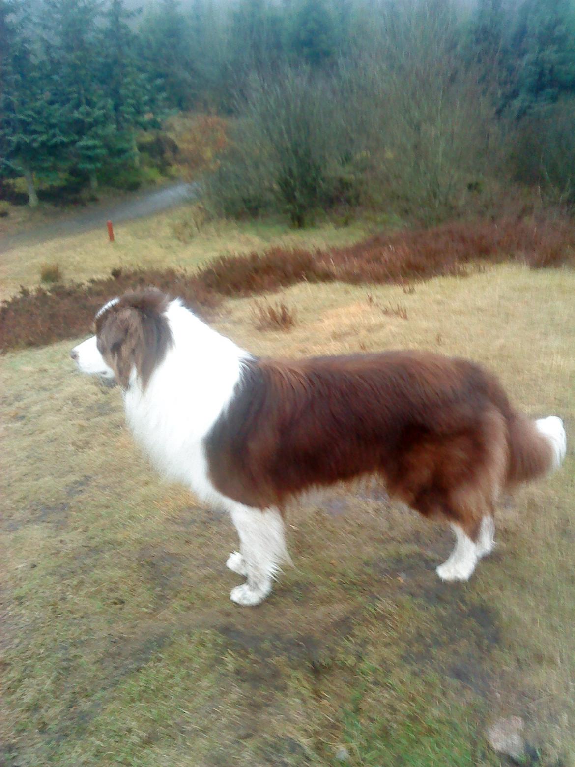 Australian shepherd Barney billede 1