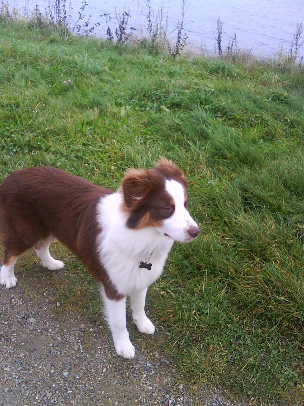 Australian shepherd Barney billede 3