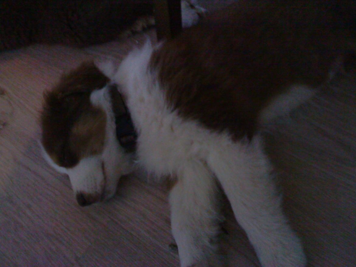 Australian shepherd Barney billede 4