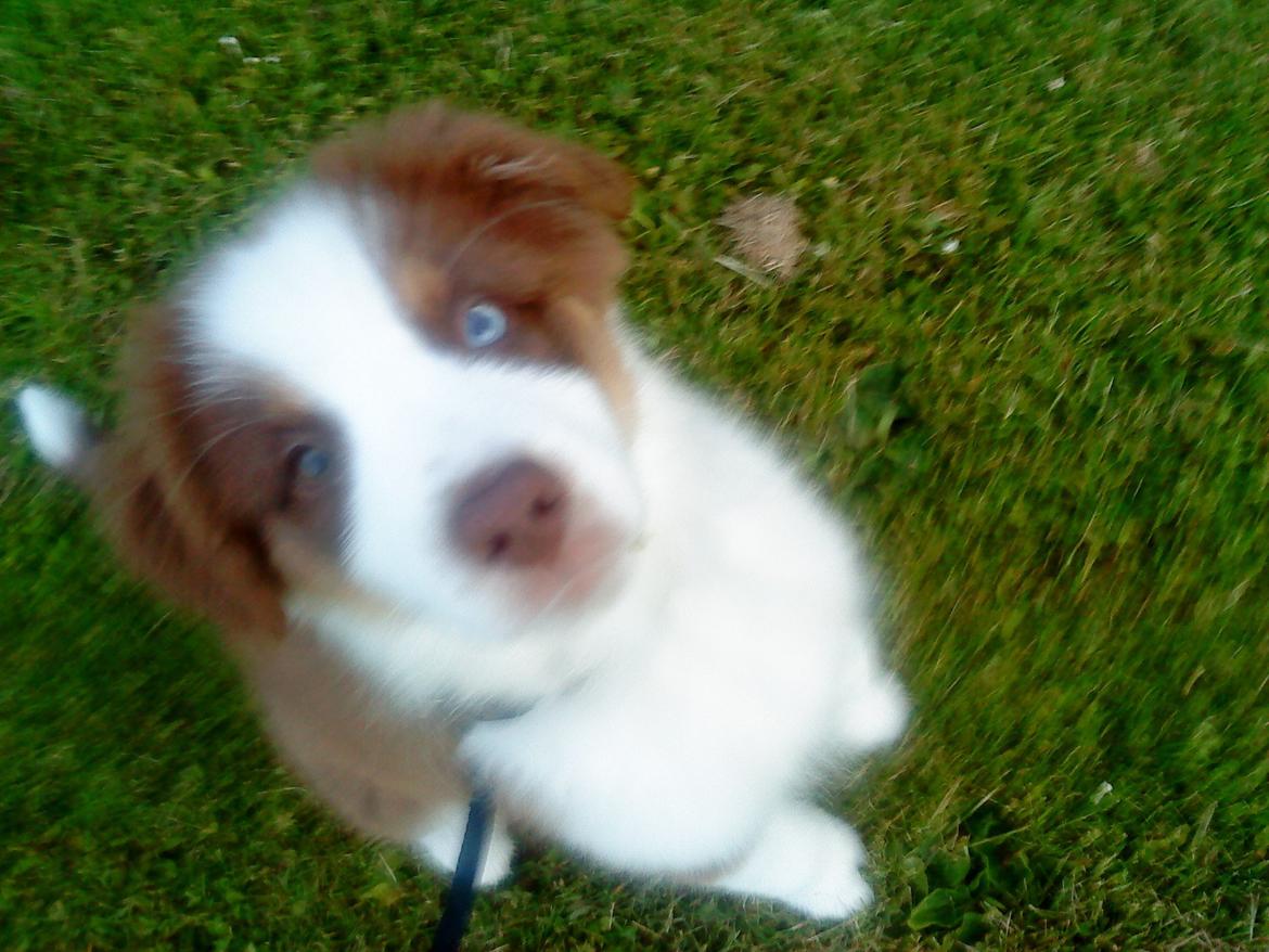 Australian shepherd Barney billede 5