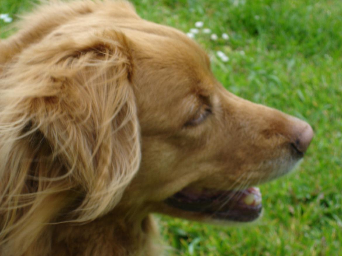 Nova scotia duck tolling retriever Bella billede 13