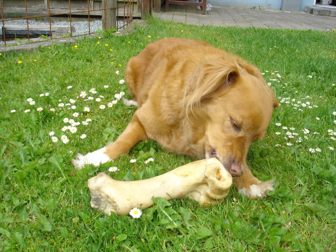 Nova scotia duck tolling retriever Bella billede 15