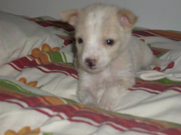 Blanding af racer Dumle billede 1