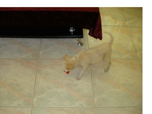 Blanding af racer Dumle billede 2