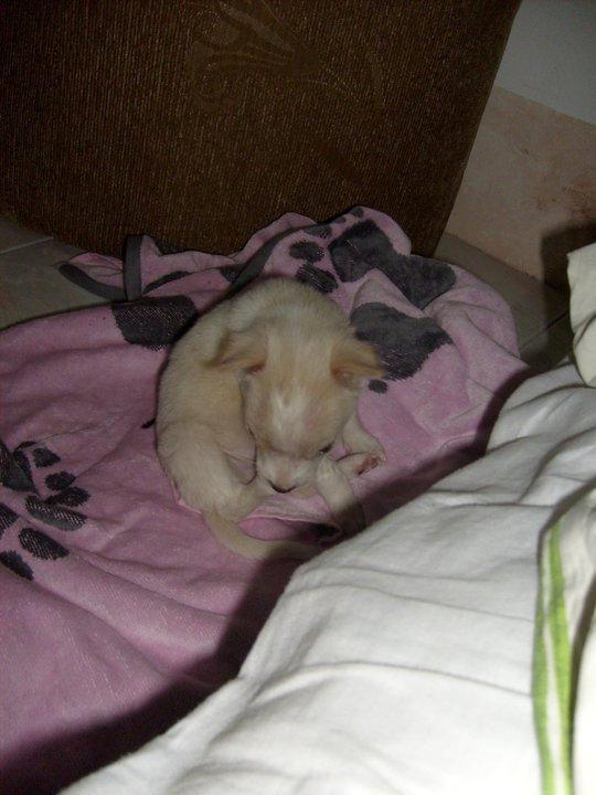 Blanding af racer Dumle billede 3