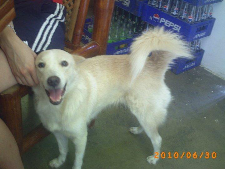 Blanding af racer Dumle billede 4