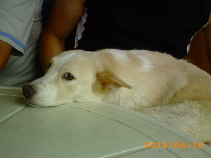 Blanding af racer Dumle billede 6