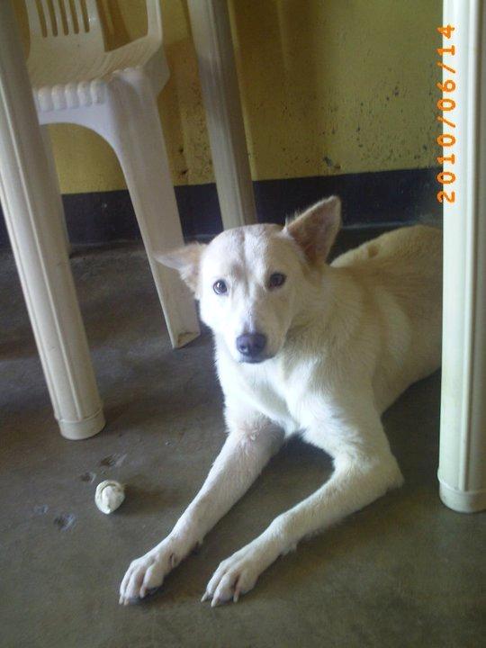 Blanding af racer Dumle billede 7