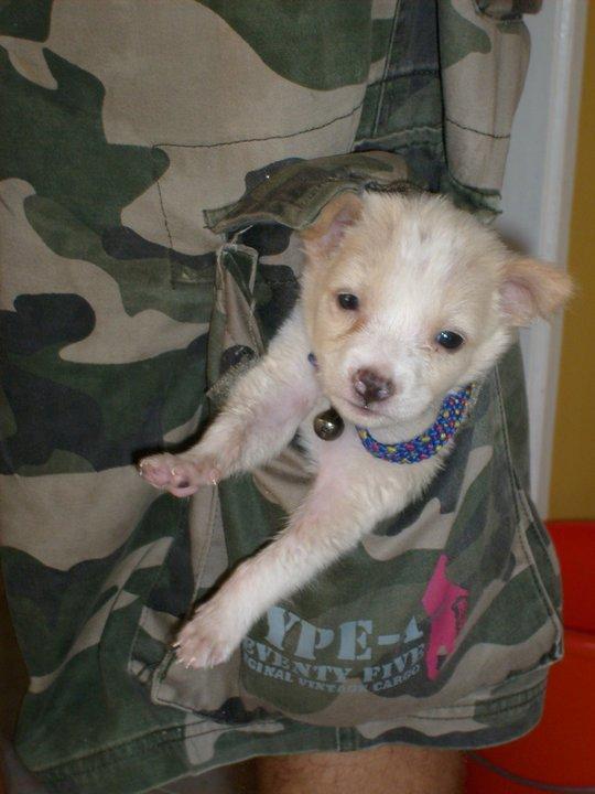 Blanding af racer Dumle billede 9