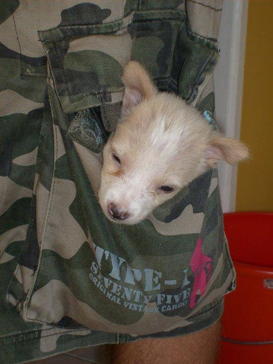 Blanding af racer Dumle billede 10