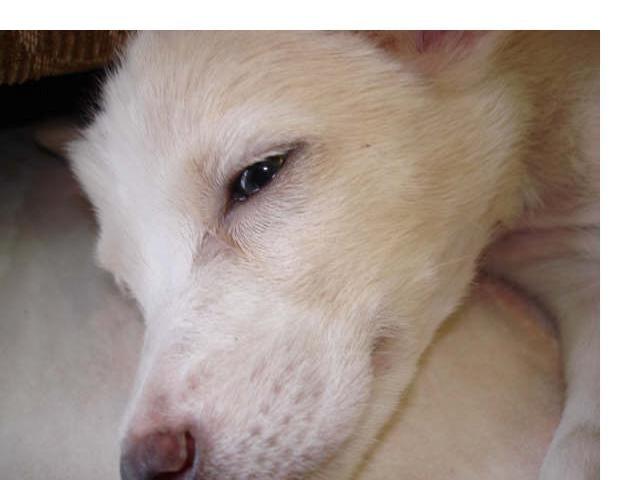 Blanding af racer Dumle billede 11