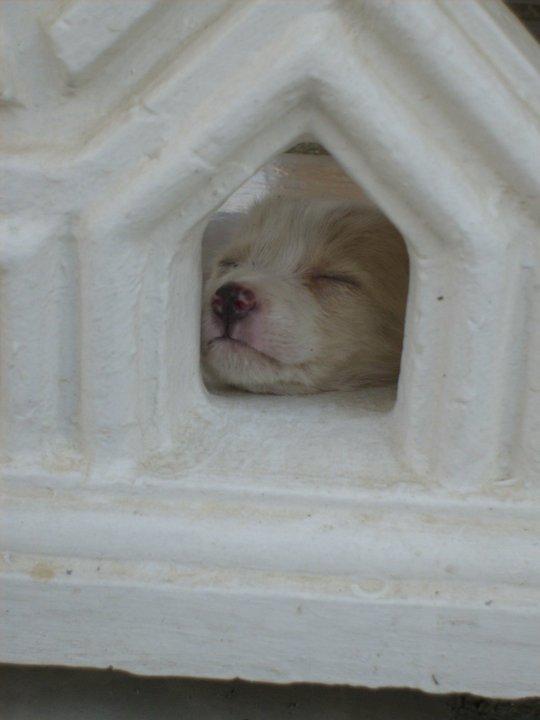 Blanding af racer Dumle billede 12