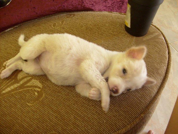 Blanding af racer Dumle billede 13