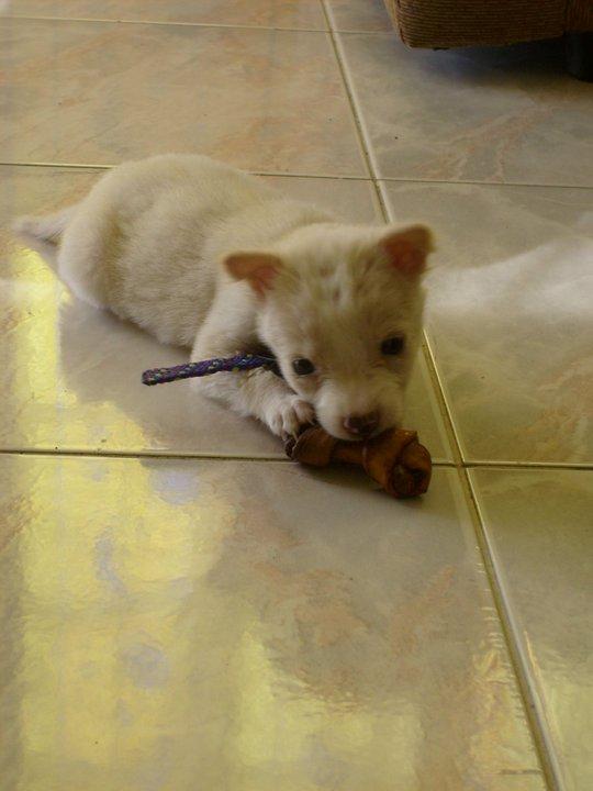 Blanding af racer Dumle billede 14