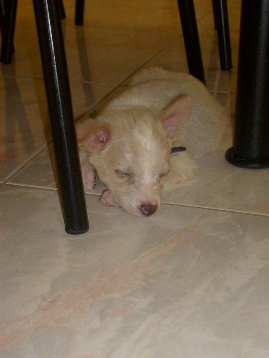 Blanding af racer Dumle billede 15