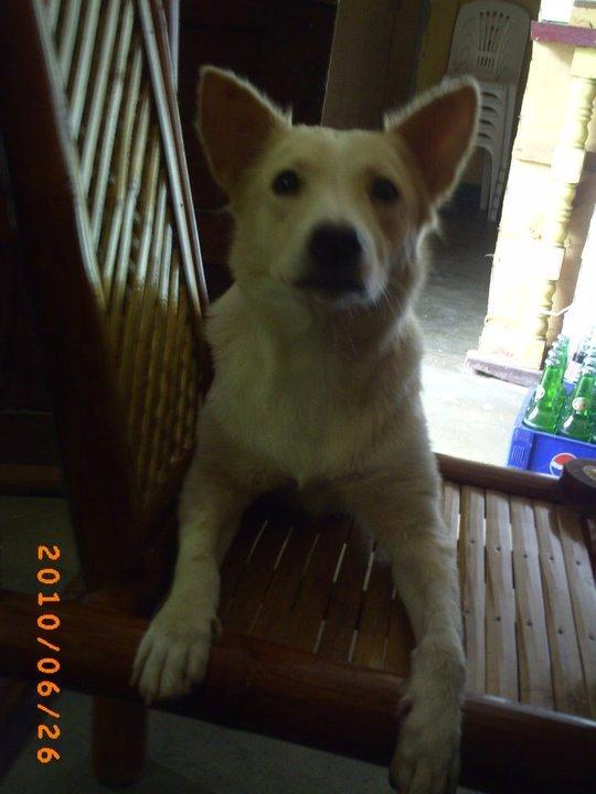 Blanding af racer Dumle billede 18